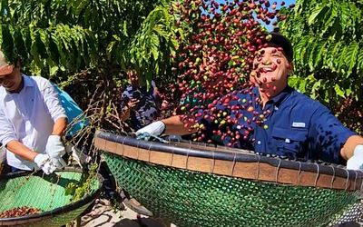 Inédito: Café conilon dispara e exportações do agro capixaba batem recorde histórico