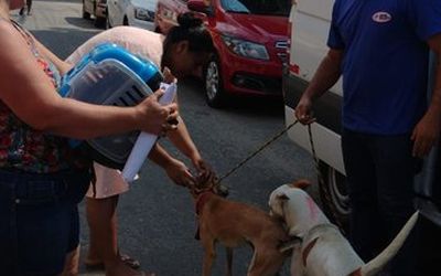 Cariacica tem o melhor serviço de castração gratuita de cães e gatos e vai construir a primeira Clínica Veterinária Pública no Espírito Santo