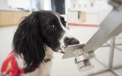 Ufes procura cães voluntários para estudo inédito de detecção de câncer e outras doenças