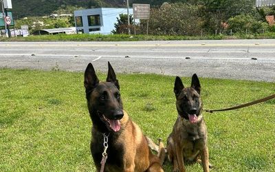 Polícia Federal destaca atuação dos cães policiais e celebra o Dia Estadual do Cão Policial com a chegada de nova geração de K-9