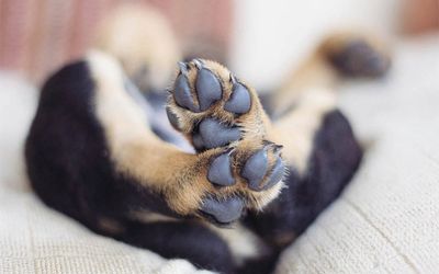 Pet Shop e Clínica Veterinária são condenadas por morte de cãozinho no Espírito Santo