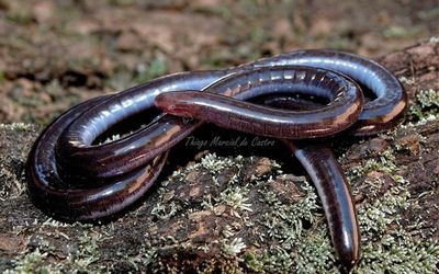 Nova espécie de anfíbio é descoberta no Espírito Santo