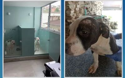 CRUELDADE COM ANIMAIS: Dono de canil clandestino da raça ‘American Bully’ vira réu e fica proibido de manter atividade de criação e comercialização de animais