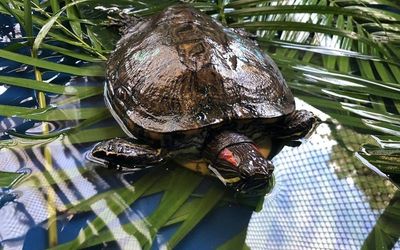 Guardião de Fauna: cidadãos podem cuidar de animais silvestres de forma legalizada no Espírito Santo