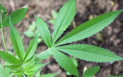 Pesquisa mostra que brasileiro está dividido sobre a liberação da venda de medicamentos feitos com substâncias da maconha