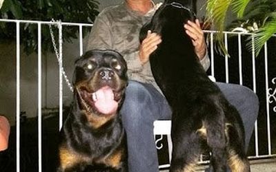 POR MUITO MENOS, ELE ABRIU PADs E IPMs EM DESFAVOR DE OFICIAIS E PRAÇAS: Coronel Nylton comete crime de insubordinação ao criticar o governo e o comando-geral da PM do Espírito Santo