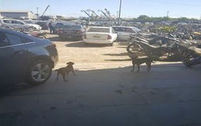 LEGÍTIMO REPRESENTANTE DOS POLICIAIS CIVIS CAPIXABAS, SINDIPOL FAZ NOVA VISTORIA NO PÁTIO DE ALTEROSAS E CONSTATA O CAOS NA UNIDADE: Casal de cachorros vira-latas ajuda a vigiar veículos apreendidos p