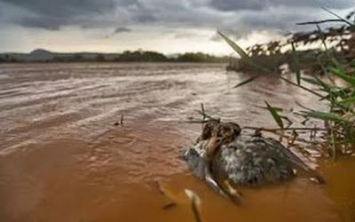 POLÍCIA E MINISTÉRIO PÚBLICO FEDERAL REALIZAM OPERAÇÃO CONTRA FALSOS PESCADORES NO ESPÍRITO SANTO: Mais de 100 pessoas falsificaram documentos para receber indenização por conta da tragédia de Mariana