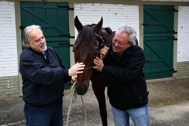 Foto Cavalo