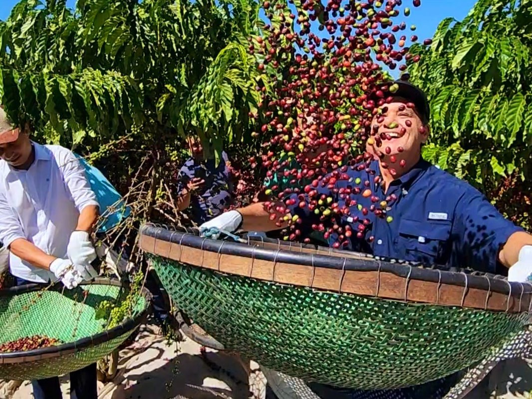 Inédito: Café conilon dispara e exportações do agro capixaba batem recorde histórico