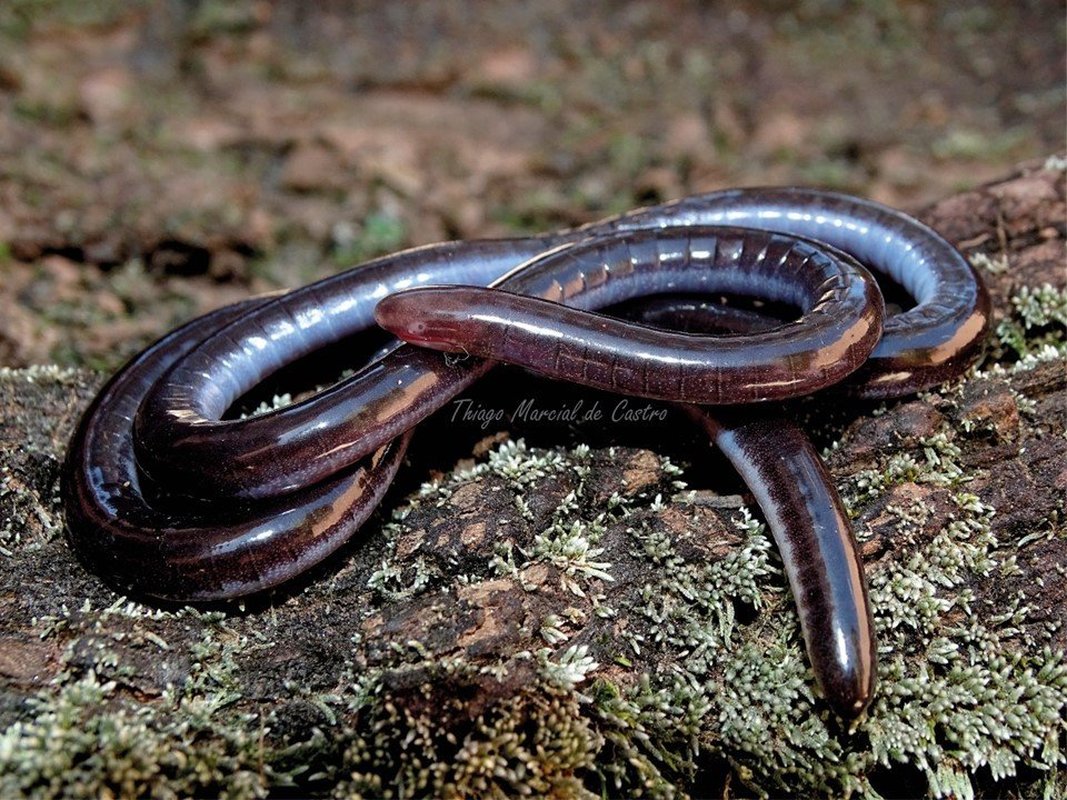 Nova espécie de anfíbio é descoberta no Espírito Santo