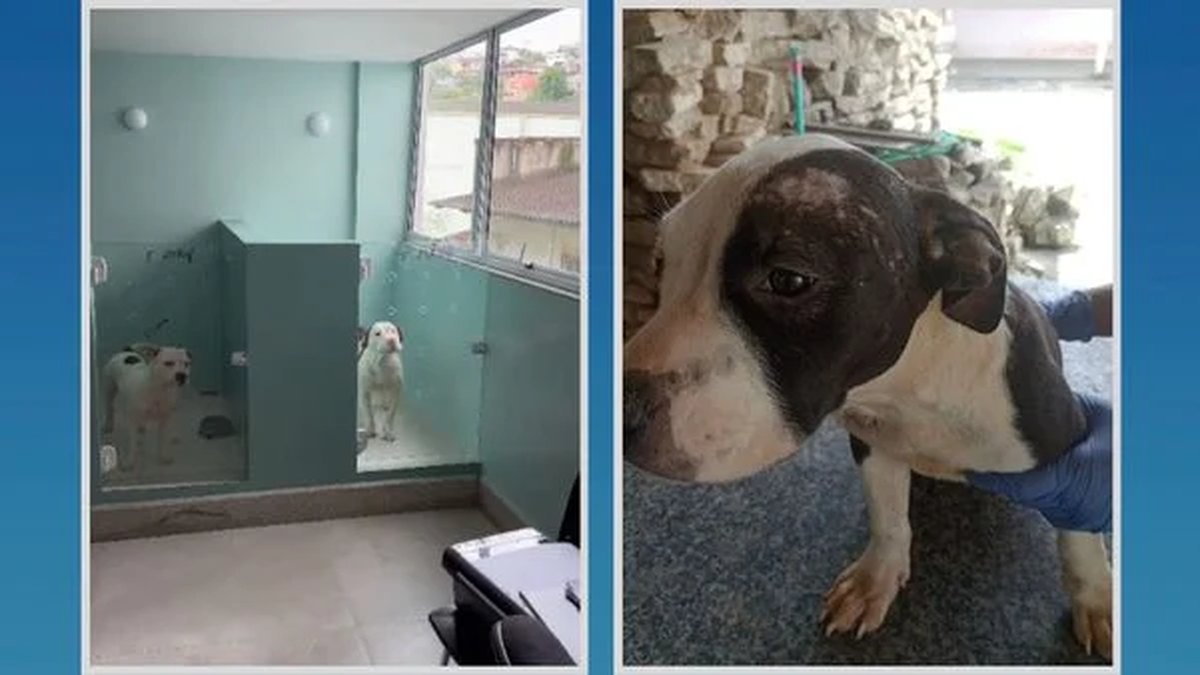 CRUELDADE COM ANIMAIS: Dono de canil clandestino da raça ‘American Bully’ vira réu e fica proibido de manter atividade de criação e comercialização de animais