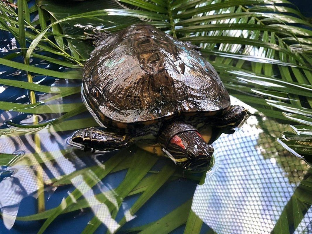 Guardião de Fauna: cidadãos podem cuidar de animais silvestres de forma legalizada no Espírito Santo