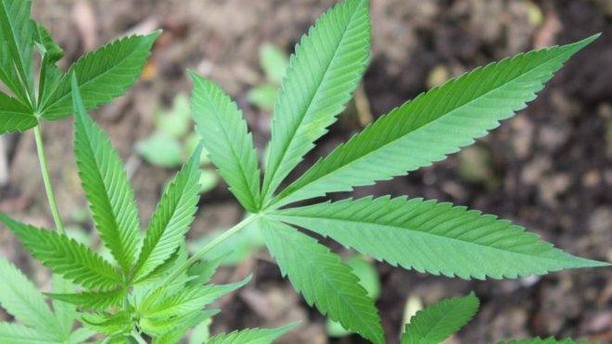 Pesquisa mostra que brasileiro está dividido sobre a liberação da venda de medicamentos feitos com substâncias da maconha