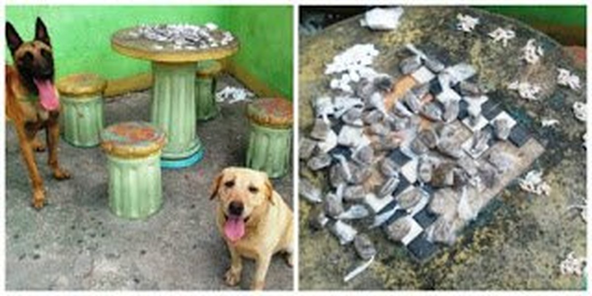 Batalhão de Missões Especiais faz nesta sexta-feira homenagem a cães farejadores e aos militares que são ‘Destaques Operacionais’