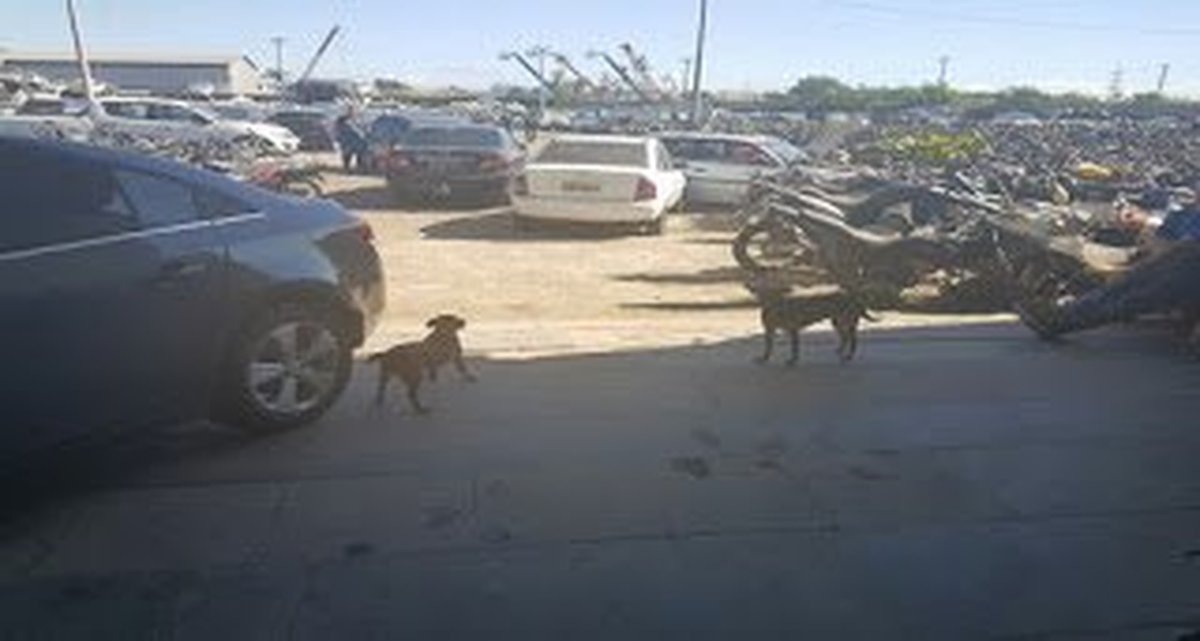 LEGÍTIMO REPRESENTANTE DOS POLICIAIS CIVIS CAPIXABAS, SINDIPOL FAZ NOVA VISTORIA NO PÁTIO DE ALTEROSAS E CONSTATA O CAOS NA UNIDADE: Casal de cachorros vira-latas ajuda a vigiar veículos apreendidos p