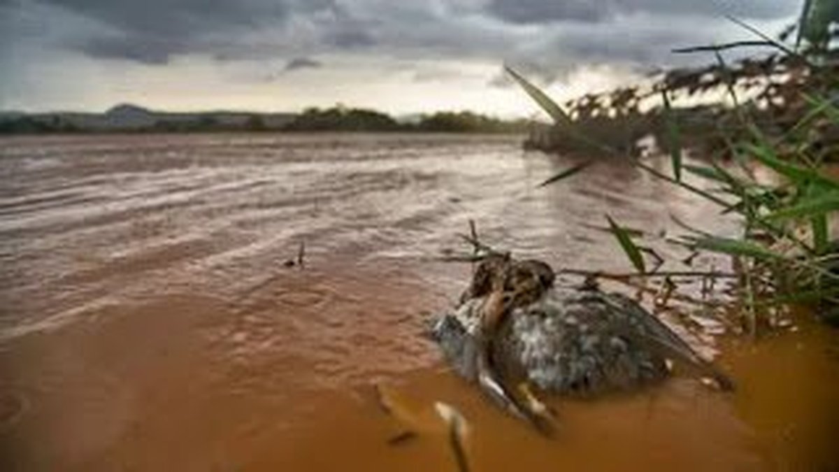 POLÍCIA E MINISTÉRIO PÚBLICO FEDERAL REALIZAM OPERAÇÃO CONTRA FALSOS PESCADORES NO ESPÍRITO SANTO: Mais de 100 pessoas falsificaram documentos para receber indenização por conta da tragédia de Mariana