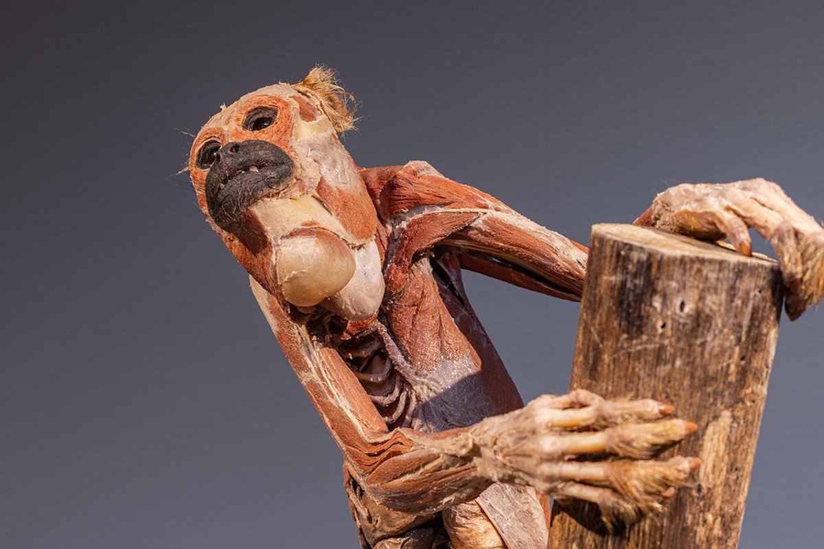 Exposição "Moradores da Floresta" chega a Vila Velha com corpo humano fatiado e fauna da Mata Atlântica