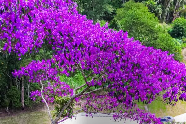 Lei oficializa Rota dos Ipês como destino turístico no Espírito Santo