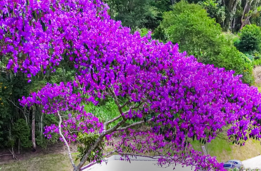 Lei oficializa Rota dos Ipês como destino turístico no Espírito Santo