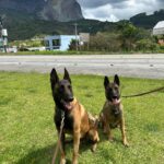 Polícia Federal destaca atuação dos cães policiais e celebra o Dia Estadual do Cão Policial com a chegada de nova geração de K-9