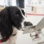 Ufes procura cães voluntários para estudo inédito de detecção de câncer e outras doenças