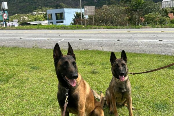Polícia Federal destaca atuação dos cães policiais e celebra o Dia Estadual do Cão Policial com a chegada de nova geração de K-9