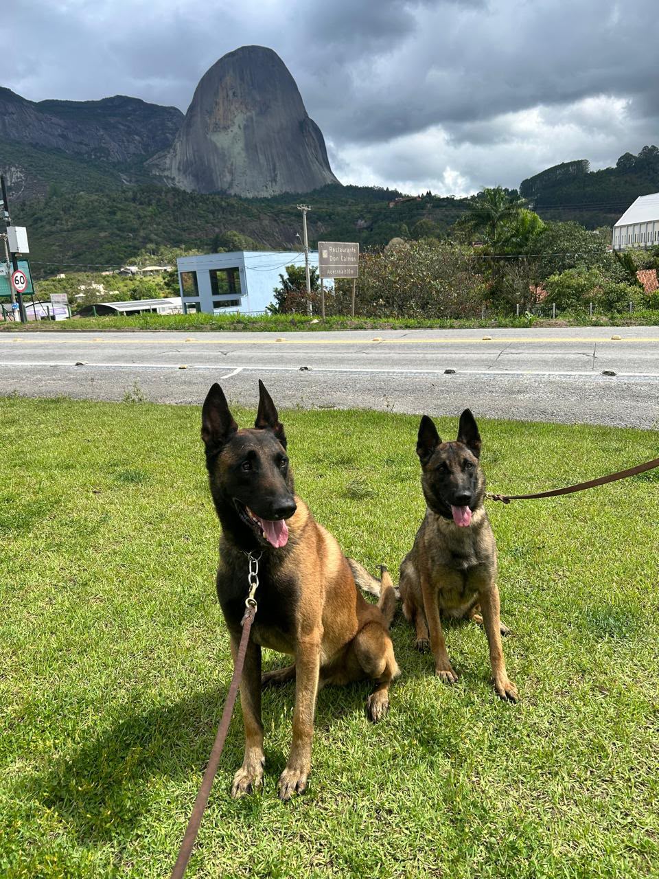 Polícia Federal destaca atuação dos cães policiais e celebra o Dia Estadual do Cão Policial com a chegada de nova geração de K-9
