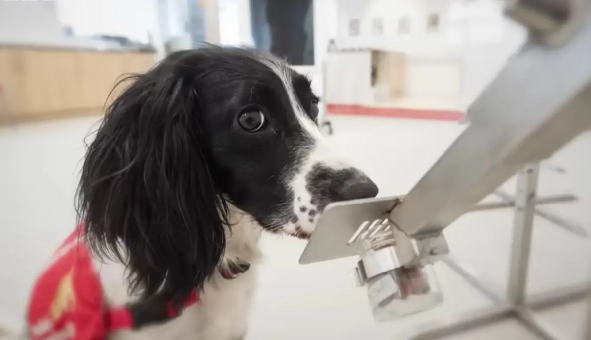 Ufes procura cães voluntários para estudo inédito de detecção de câncer e outras doenças